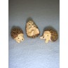 l1" Miniature Hedgehogs