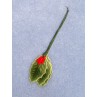 lHolly Leaves - 3_4" Lacquered Pk_12